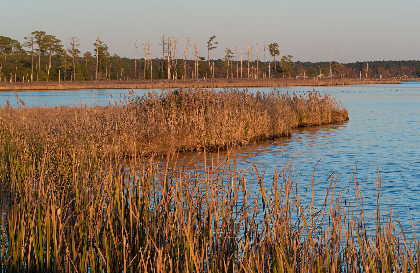 Marsh at Blackwater National Wildlife Refuge